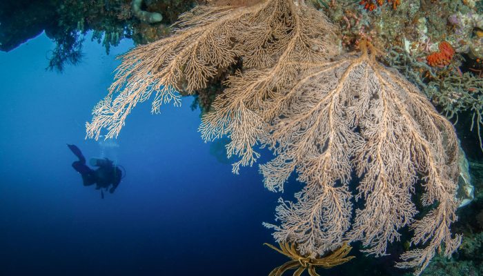 Jelajahi Wakatobi, Surga Wisata Laut dan Budaya