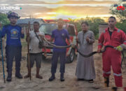 Damkar Baubau Evakuasi King Cobra 3 Meter dari Permukiman Warga