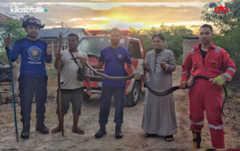 Damkar Baubau Evakuasi King Cobra 3 Meter dari Permukiman Warga