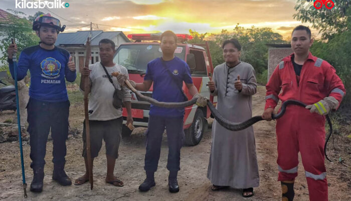 Damkar Baubau Evakuasi King Cobra 3 Meter dari Permukiman Warga