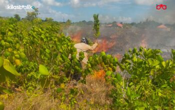 Damkarmat Wakatobi Berjibaku Padamkan Dua Kebakaran Lahan dalam Sehari