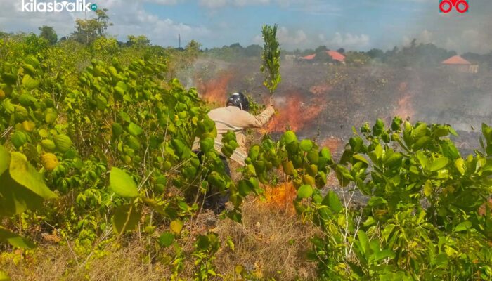 Damkarmat Wakatobi Berjibaku Padamkan Dua Kebakaran Lahan dalam Sehari