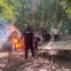 Polres Baubau Musnahkan Arena Sabung Ayam di Waborobo, Polisi Buru Pelaku